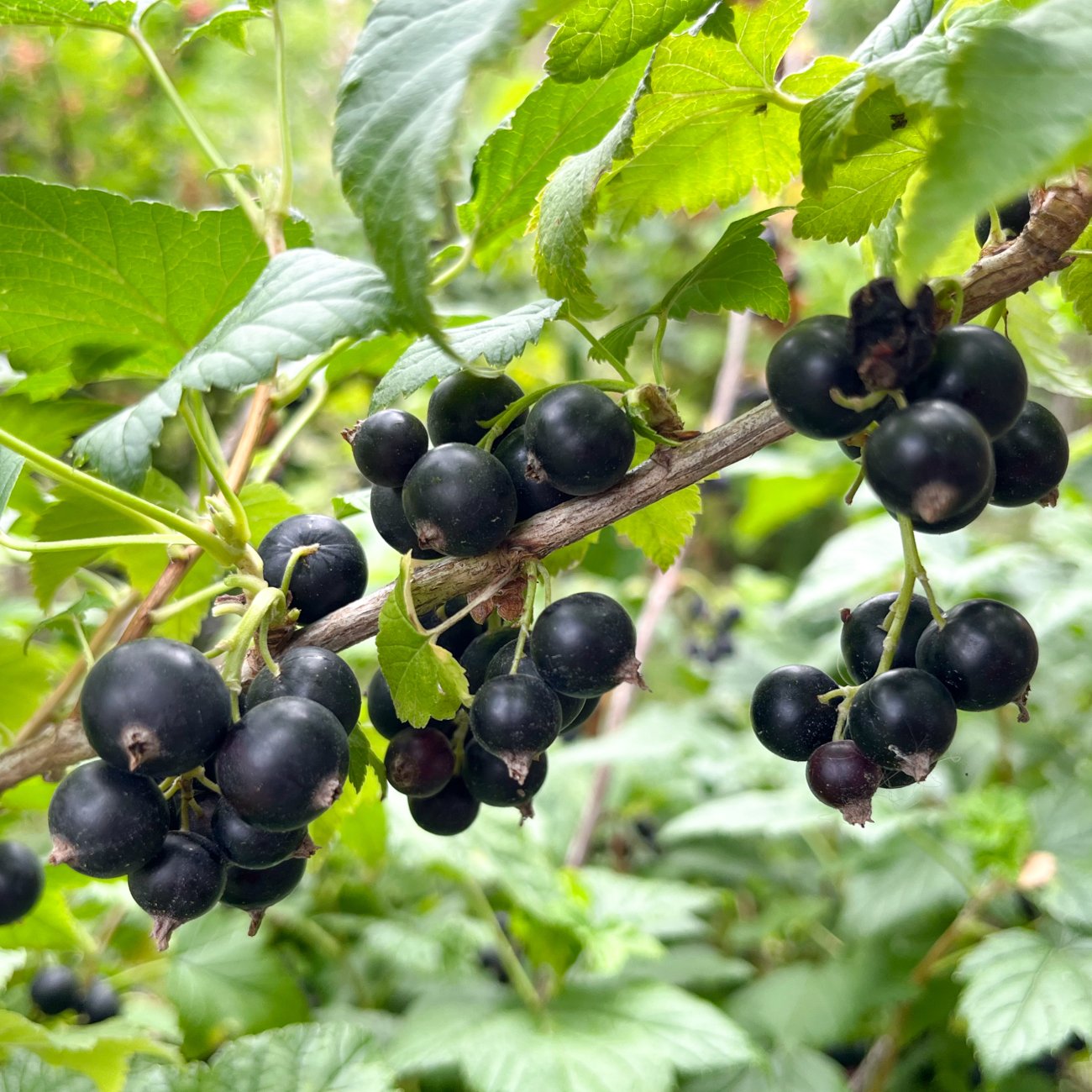 Obrázok Ríbezľa čierna (Ribes nigrum) ´BEN CONAN´- výška 70-100 cm, voľnokorenná - STROMČEKOVÁ/NA KMIENKU